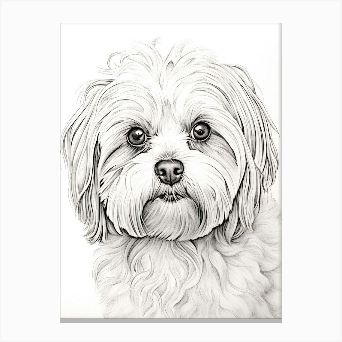 Maltese Dog, Line Drawing 2 Canvas Print by Pooch Prints - Fy