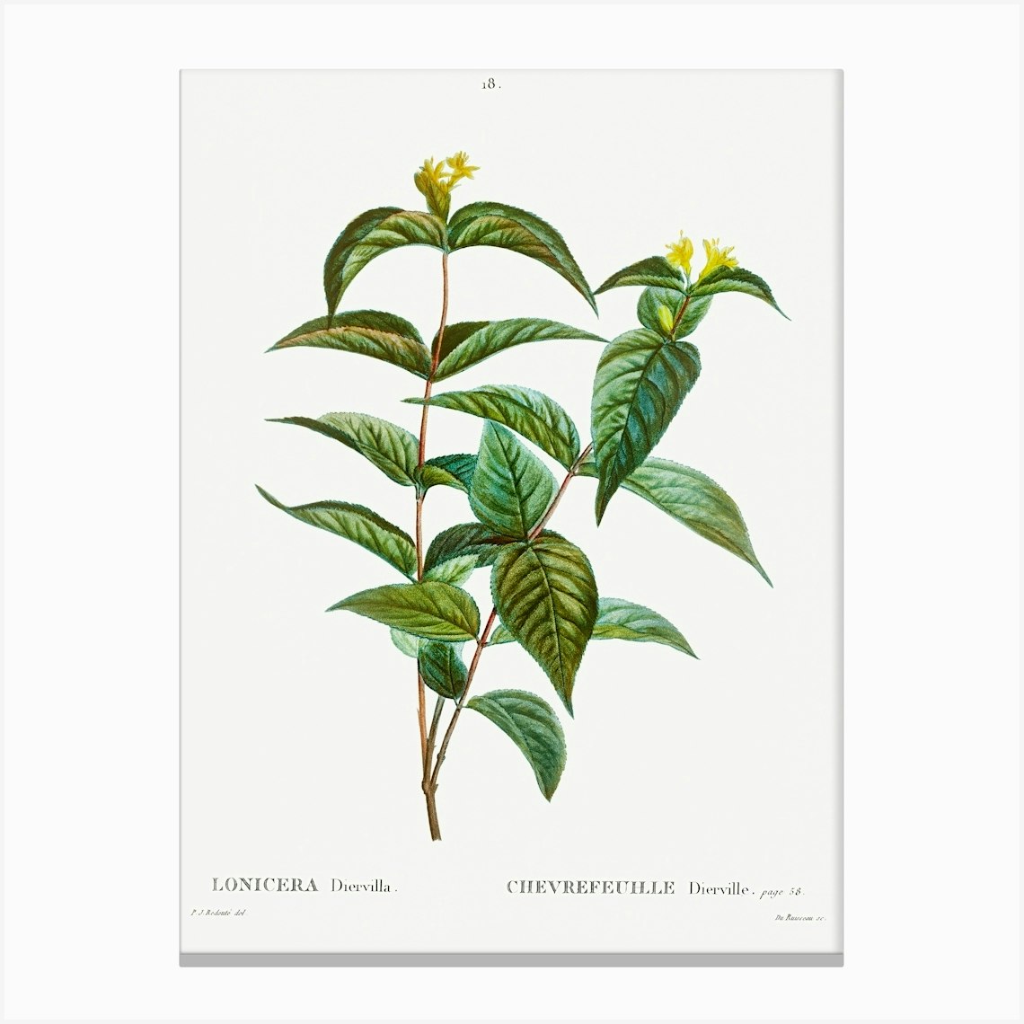 Northern Bush Honeysuckle, Pierre Joseph Redoute Canvas Print by Fy ...