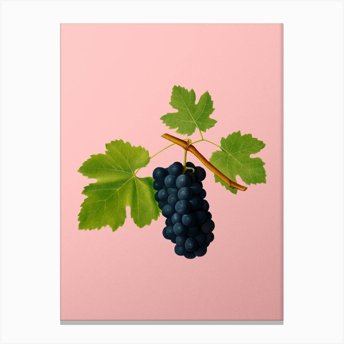 Vintage San Columbano Grapes Botanical on Soft Pink Canvas Print