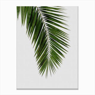 Palm Leaf I Canvas Print by Orara Studio - Fy