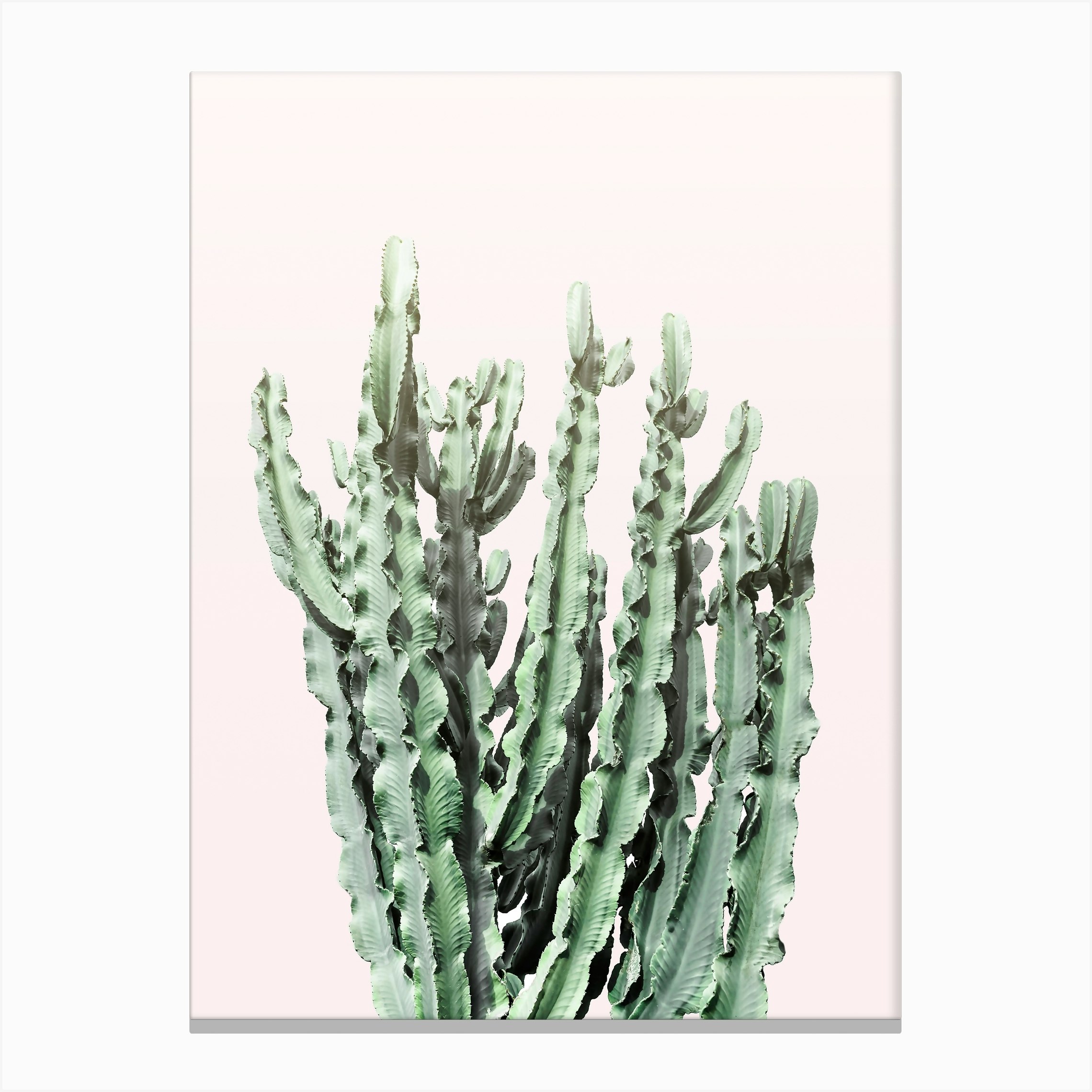 Blush Cactus Canvas Print by Sisi and Seb Fy