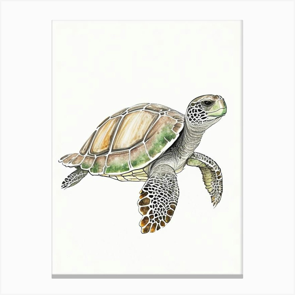 Olive Ridley Sea Turtle (Lepidochelys Olivacea), Sea Turtle Pencil ...