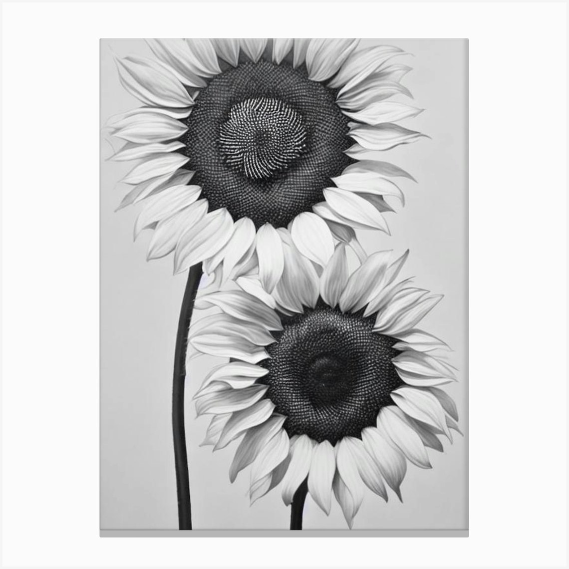 Sunflower B&W Pencil 2 Canvas Print by The Artsy Florist - Fy