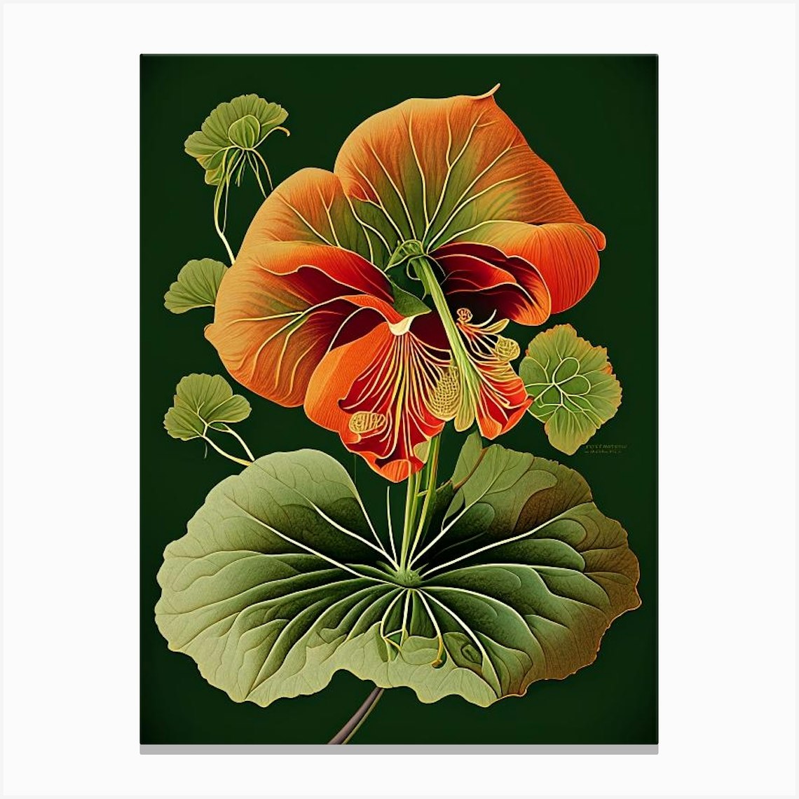 Nasturtium Herb Vintage Botanical Canvas Print by Herbaceous Hues - Fy