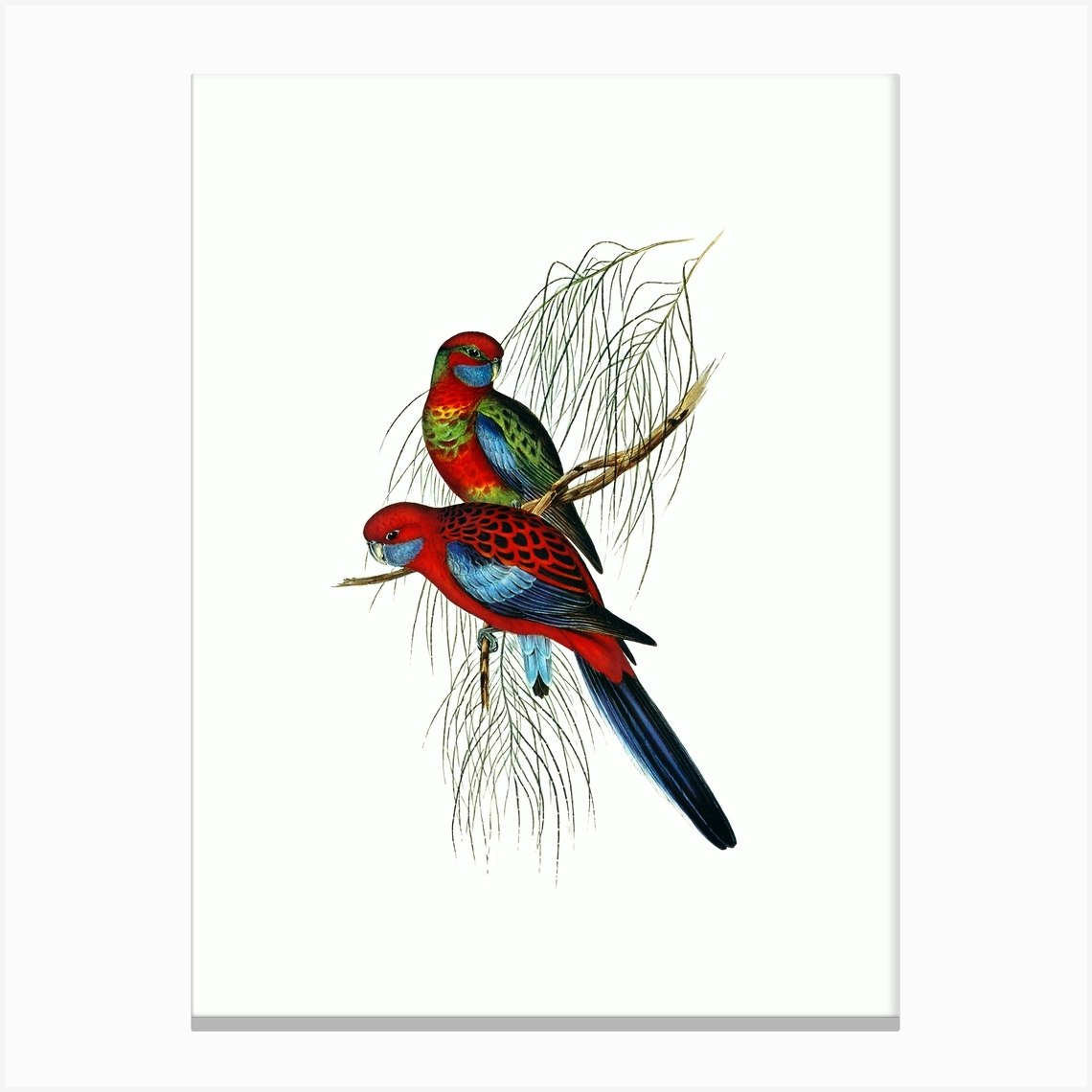 Vintage Pennants Parakeet Bird Illustration On Pure White N0061 Canvas Print By Holyrockarts Fy 