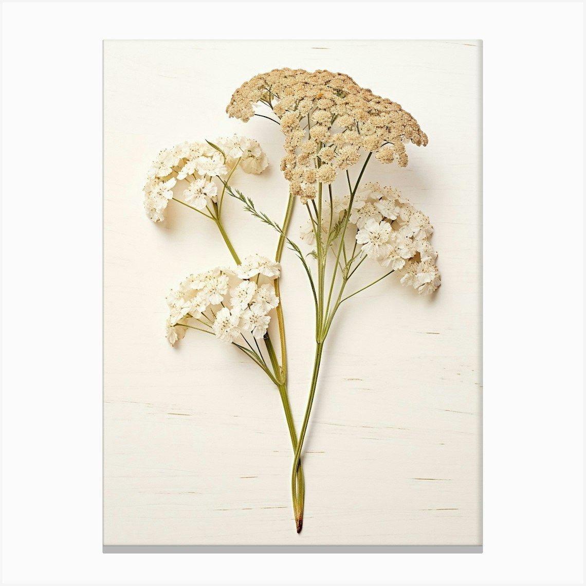 Pressed Wildflower Botanical Art Yarrow Achillea 2 Canvas Print by ...