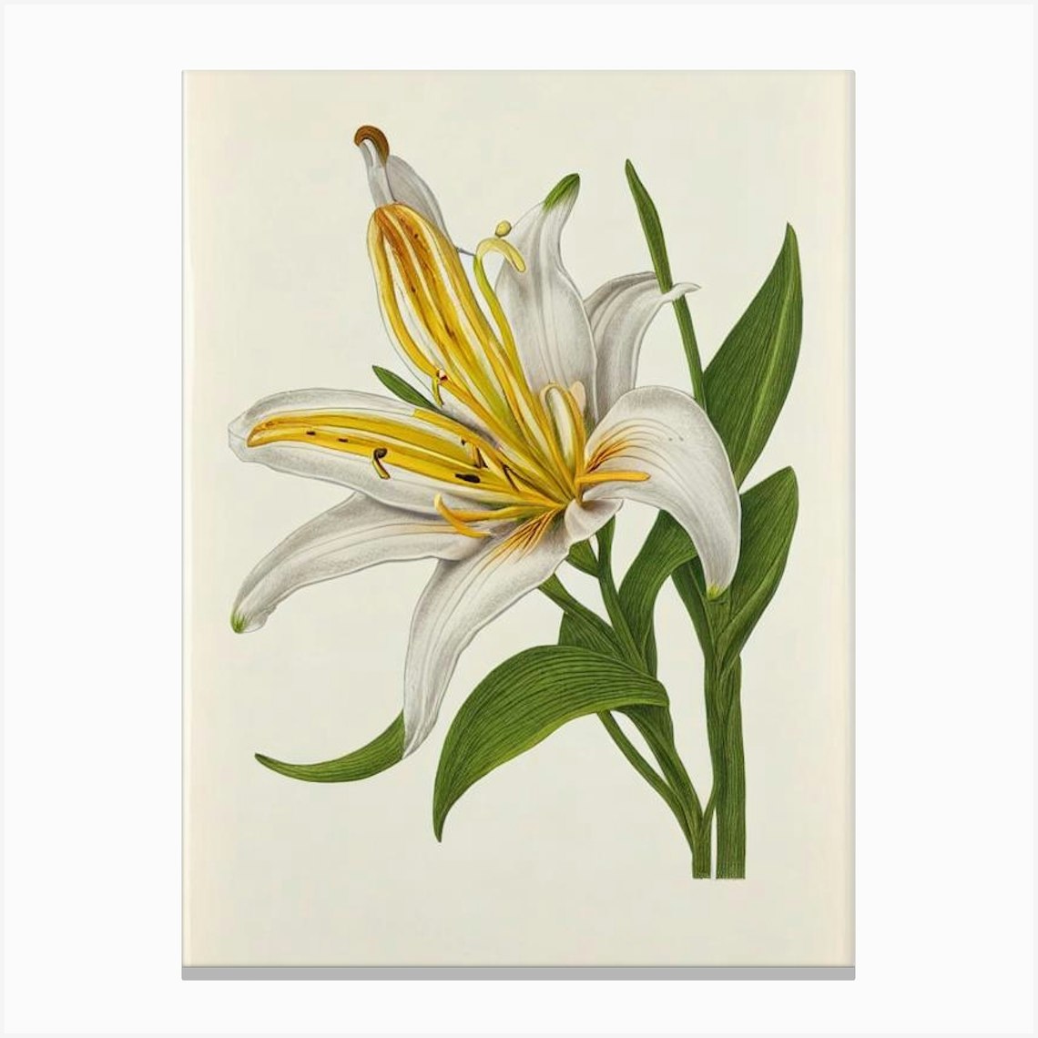 Lilies Vintage Botanical Canvas Print by The Artsy Florist - Fy