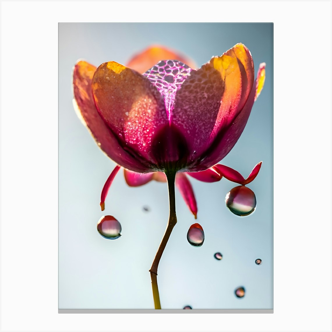 Water Droplet Orchid Flower Canvas Print By Balram Giri Fy 5646