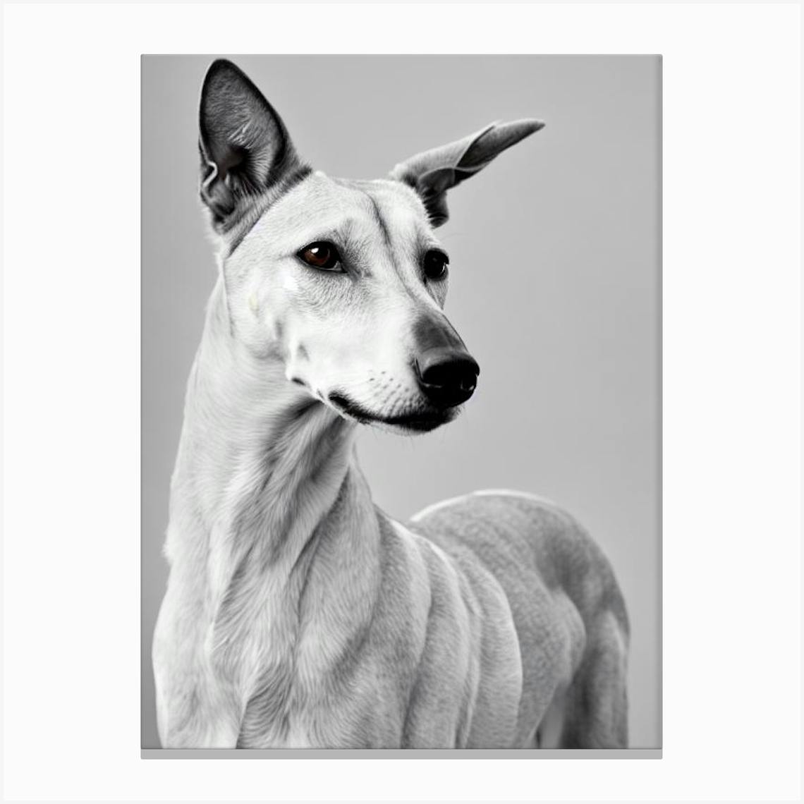 Greyhound B&W Pencil Dog Canvas Print By Pooch Prints - Fy