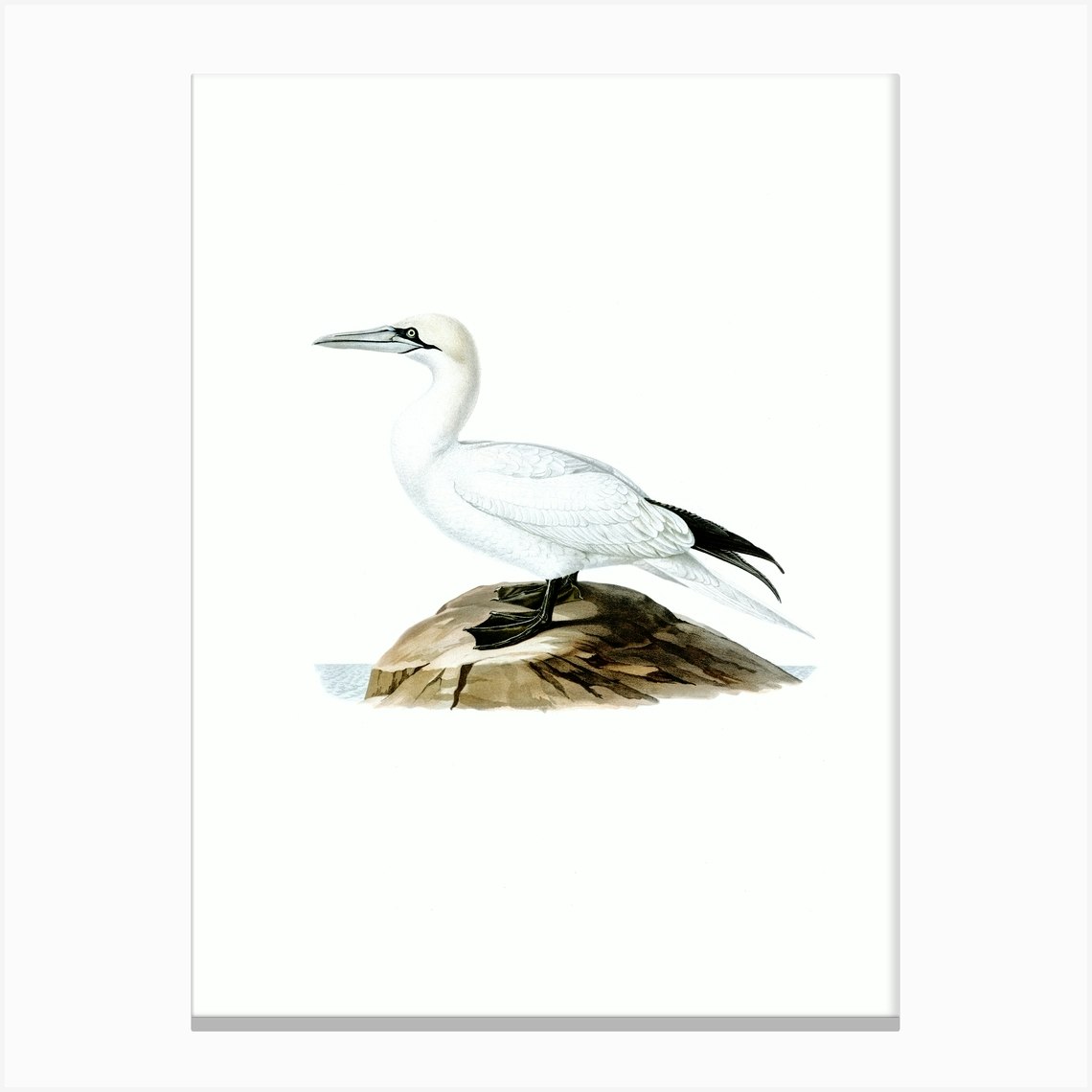 Vintage Northern Gannet Bird Illustration on Pure White Canvas Print by ...