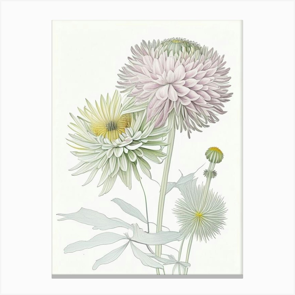 Chrysanthemum Floral Quentin Blake Inspired Illustration 2 Flower ...