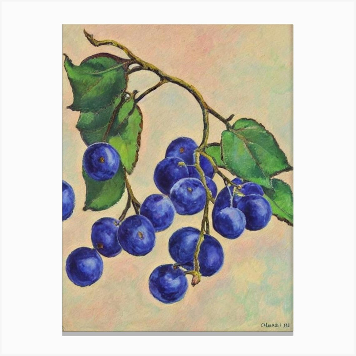 Damson 1 Vintage Sketch Fruit Canvas Print by The Fruitery Fy