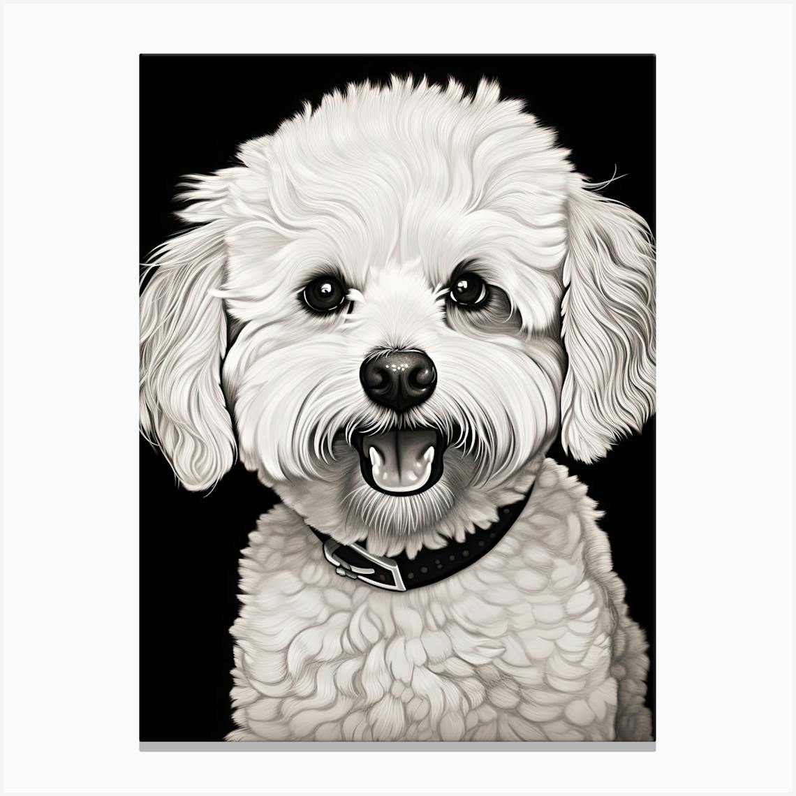 Black and white store bichon