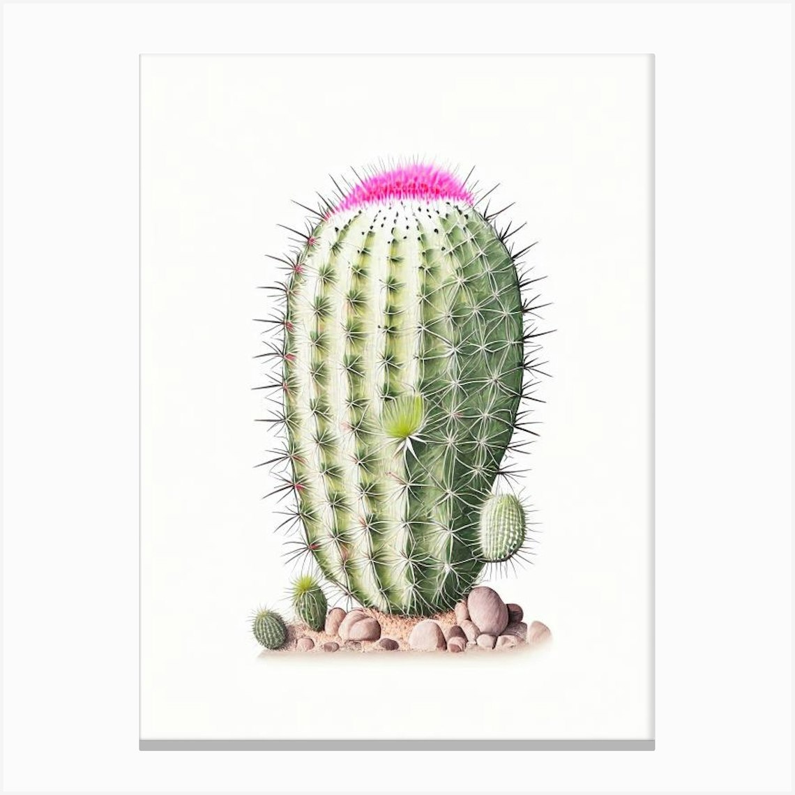 Mammillaria Cactus Marker Art 1 Canvas Print by Wild West Art Prints - Fy