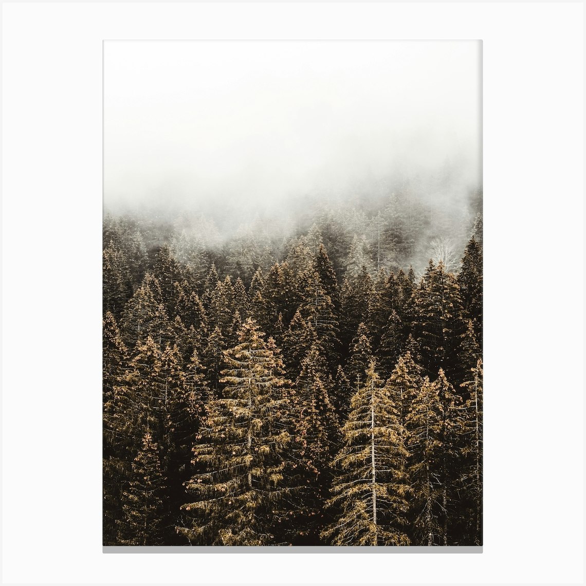 Tall Pine Trees Canvas Print by Boheme At Home - Fy