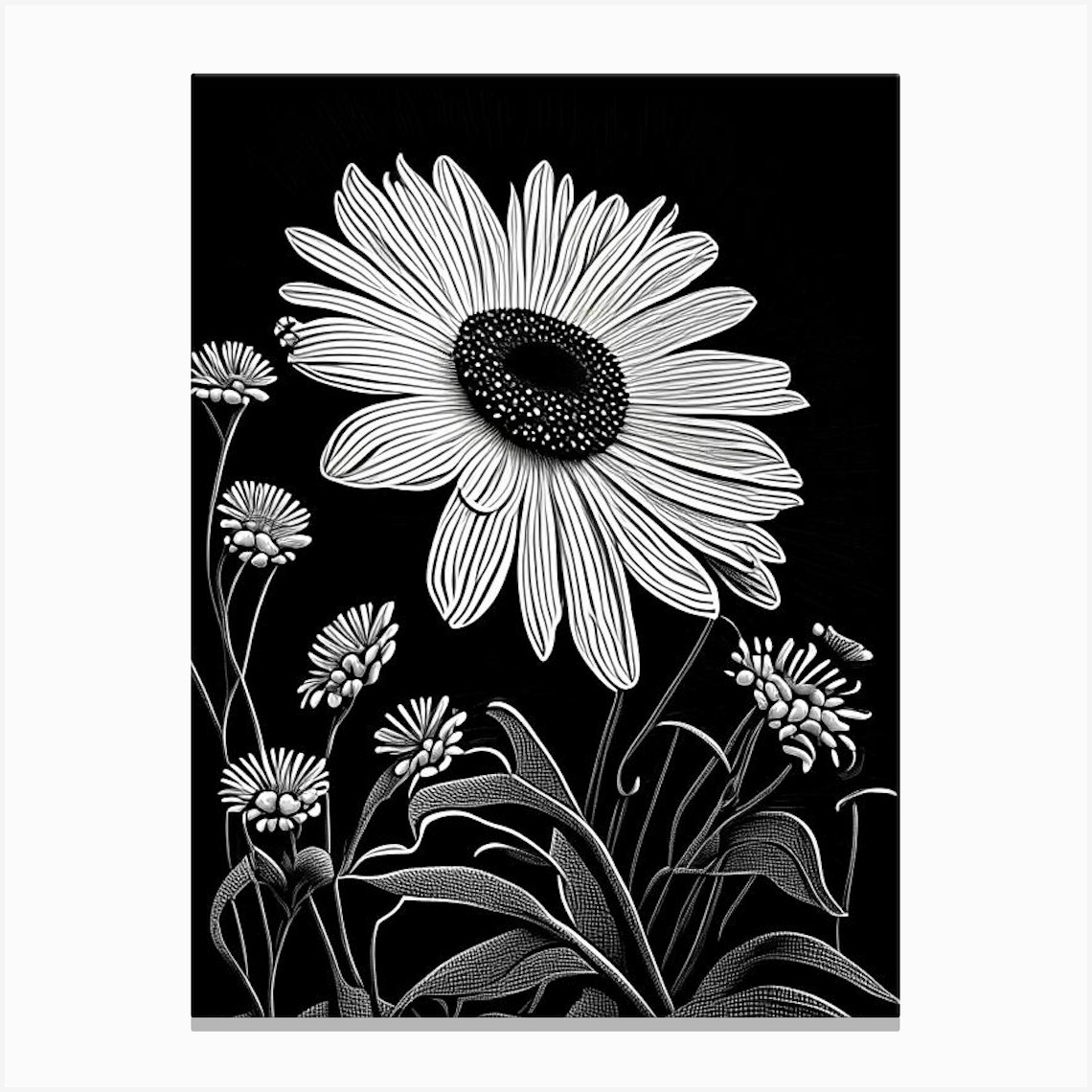 Shasta Daisy Wildflower Linocut 1 Canvas Print by Wildflower Studio - Fy