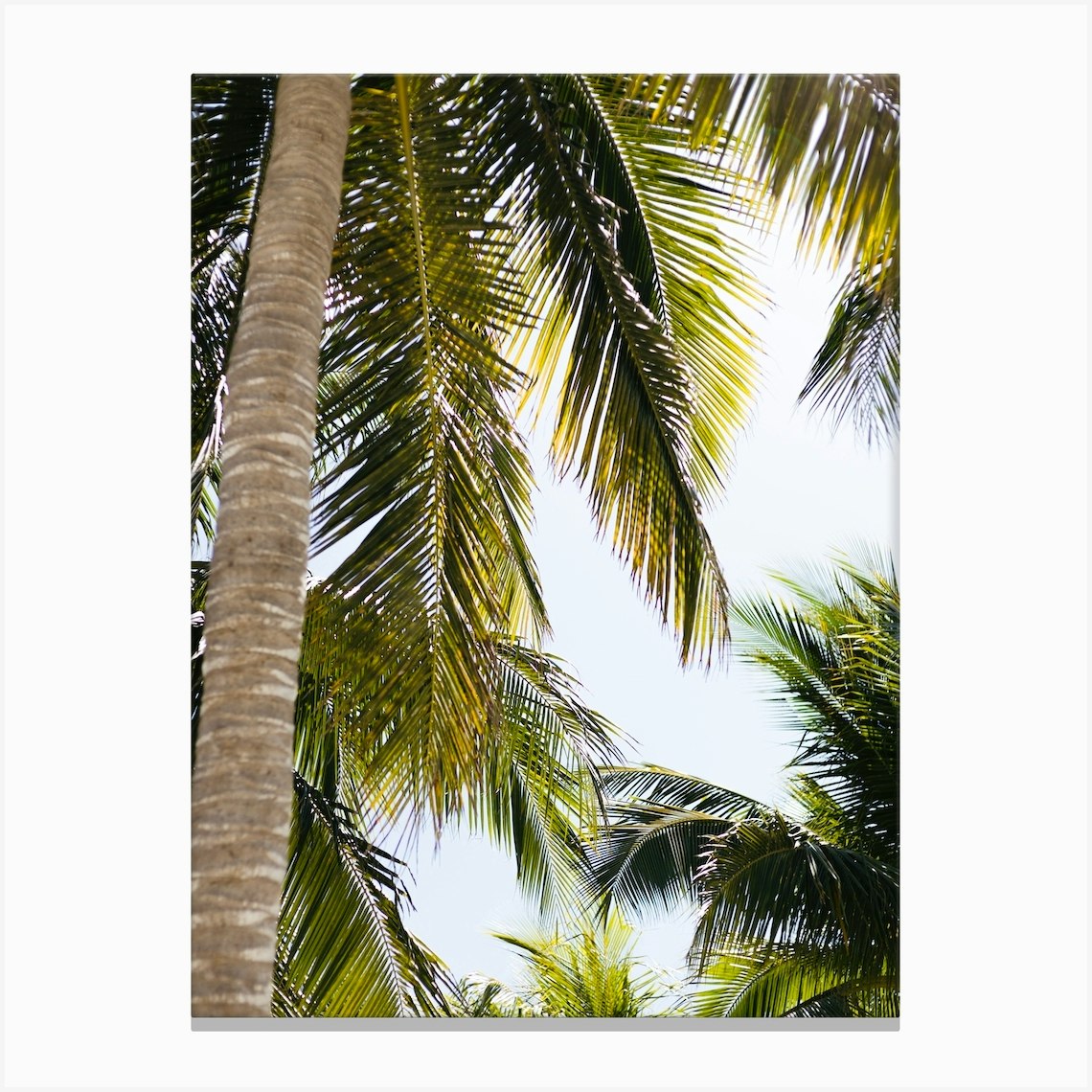 Tropical Palm Trees Canvas Print by Vy Van Nguyen - Fy