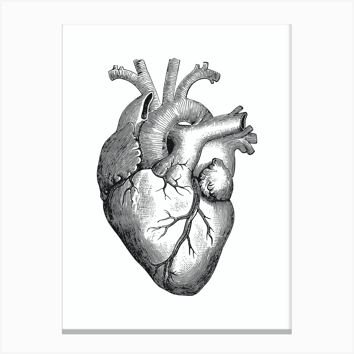 Black Heart Anatomy Black And White Canvas Print by Andika Bahtiar - Fy