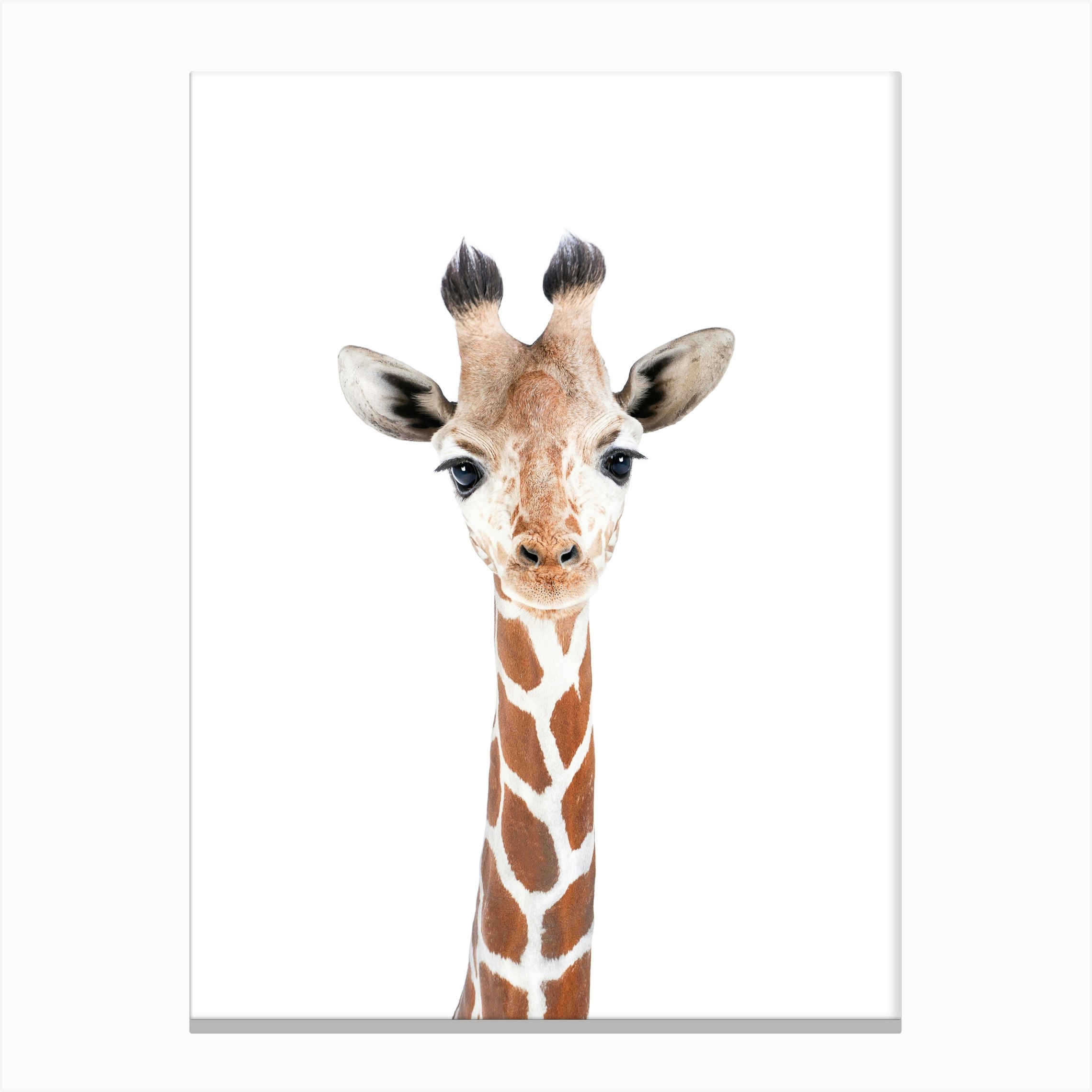 Giraffe Canvas Print by Sisi and Seb Fy