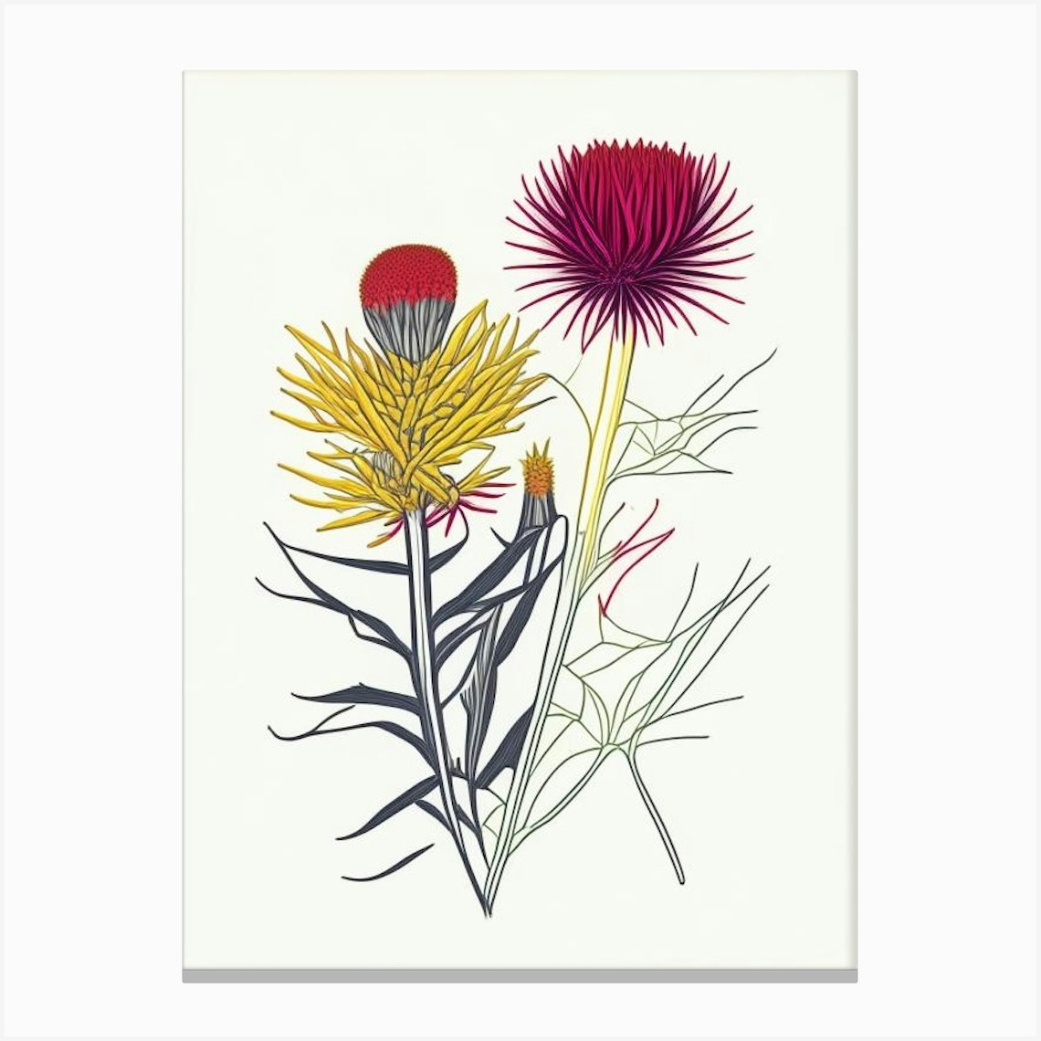 Elecampane Spices And Herbs Minimal Line Drawing 3 Canvas Print by ...