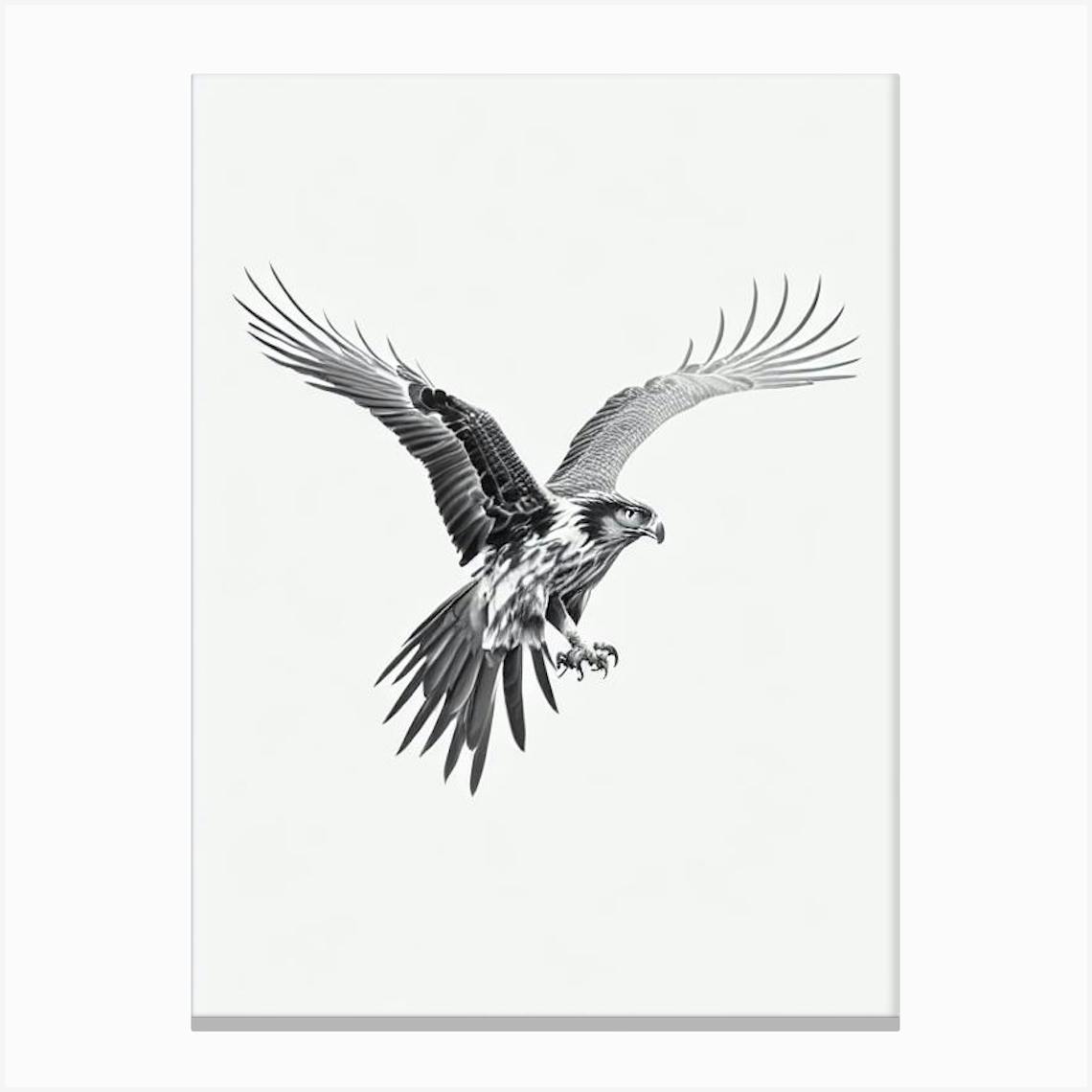 Golden Eagle B&W Pencil Drawing 2 Canvas Print By Featherline - Fy