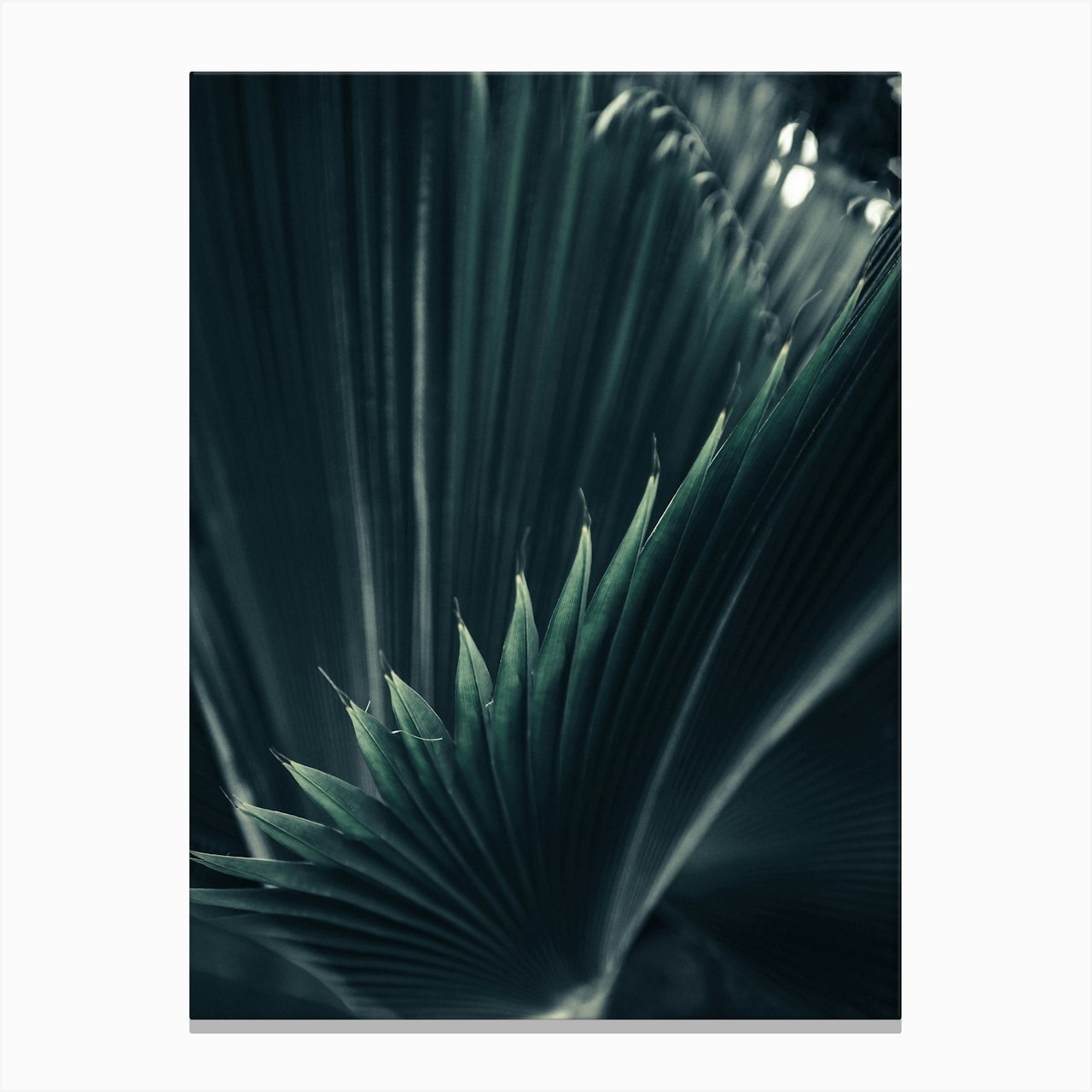 Palm Shade 1 Wall Art Print 