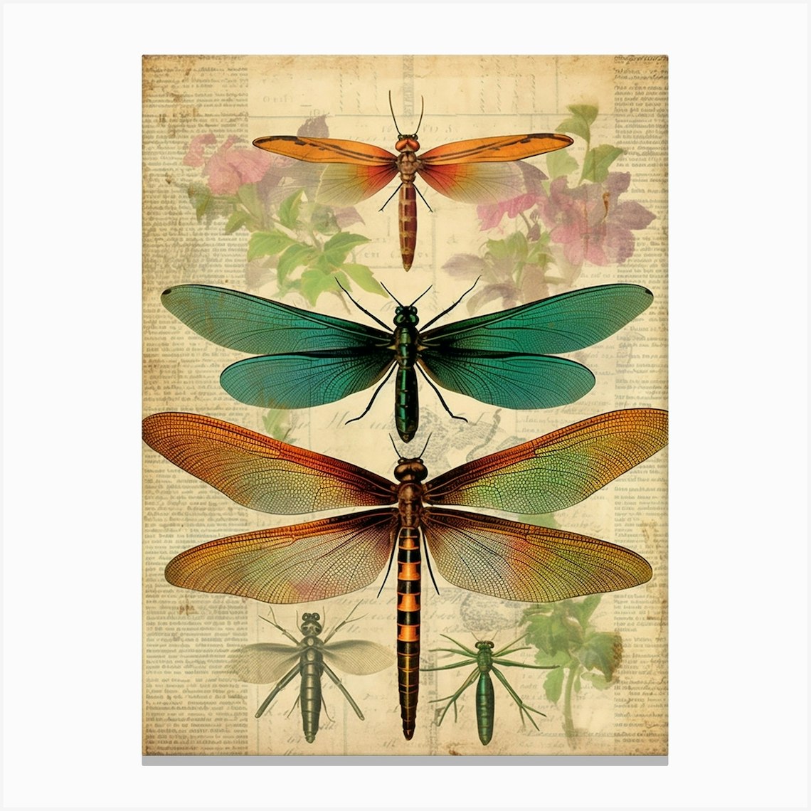 Dragonfly Vintage Species 5 Canvas Print by Dragonfly Dreams - Fy