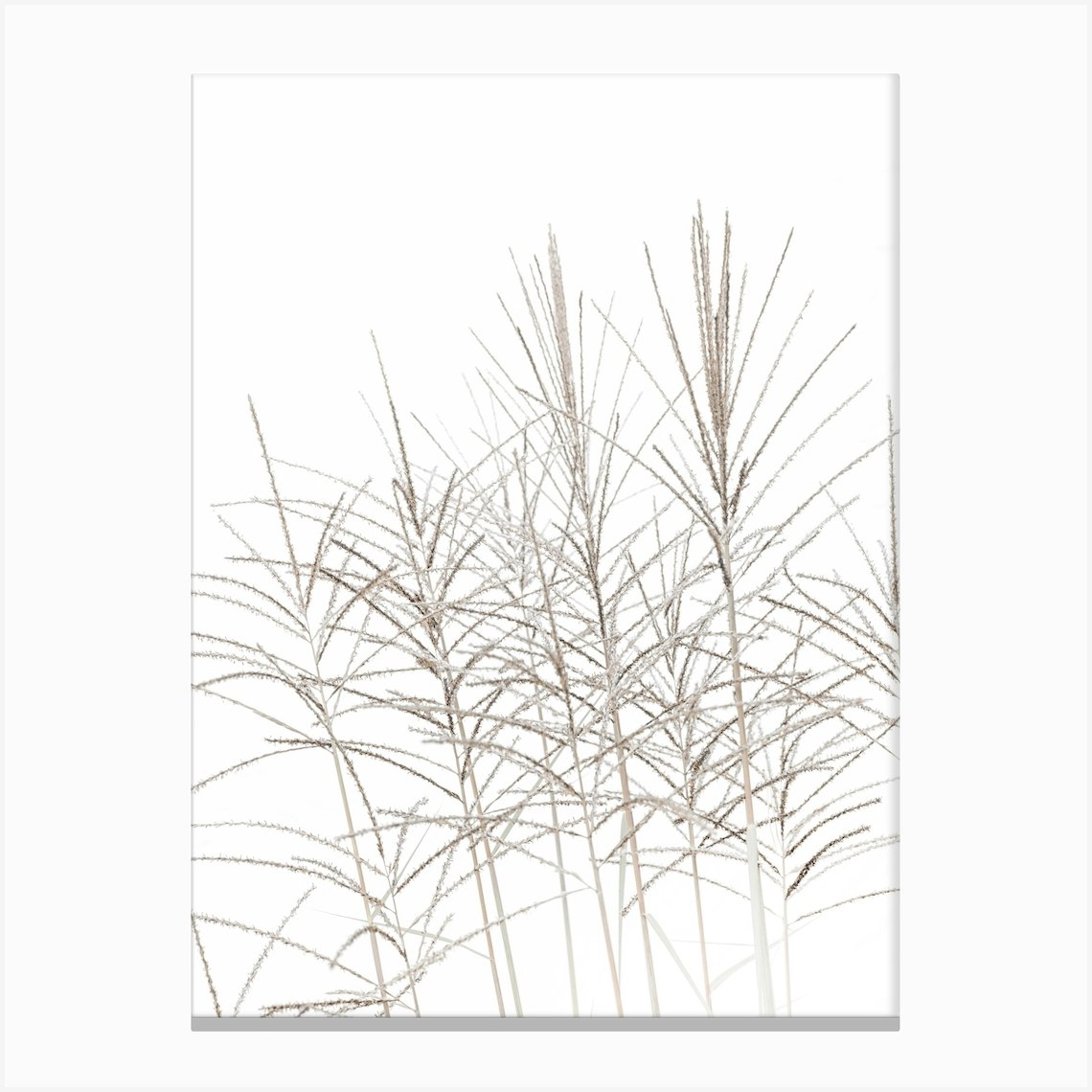 Beach Grass Texture I Canvas Print by Valley Grove - Fy