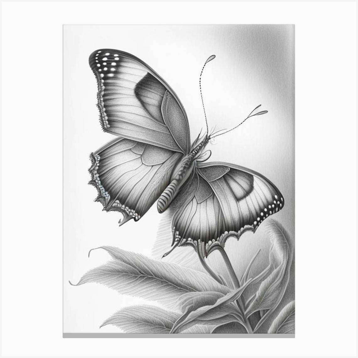 Butterfly On Flower Greyscale Sketch 2 Canvas Print by Papillon