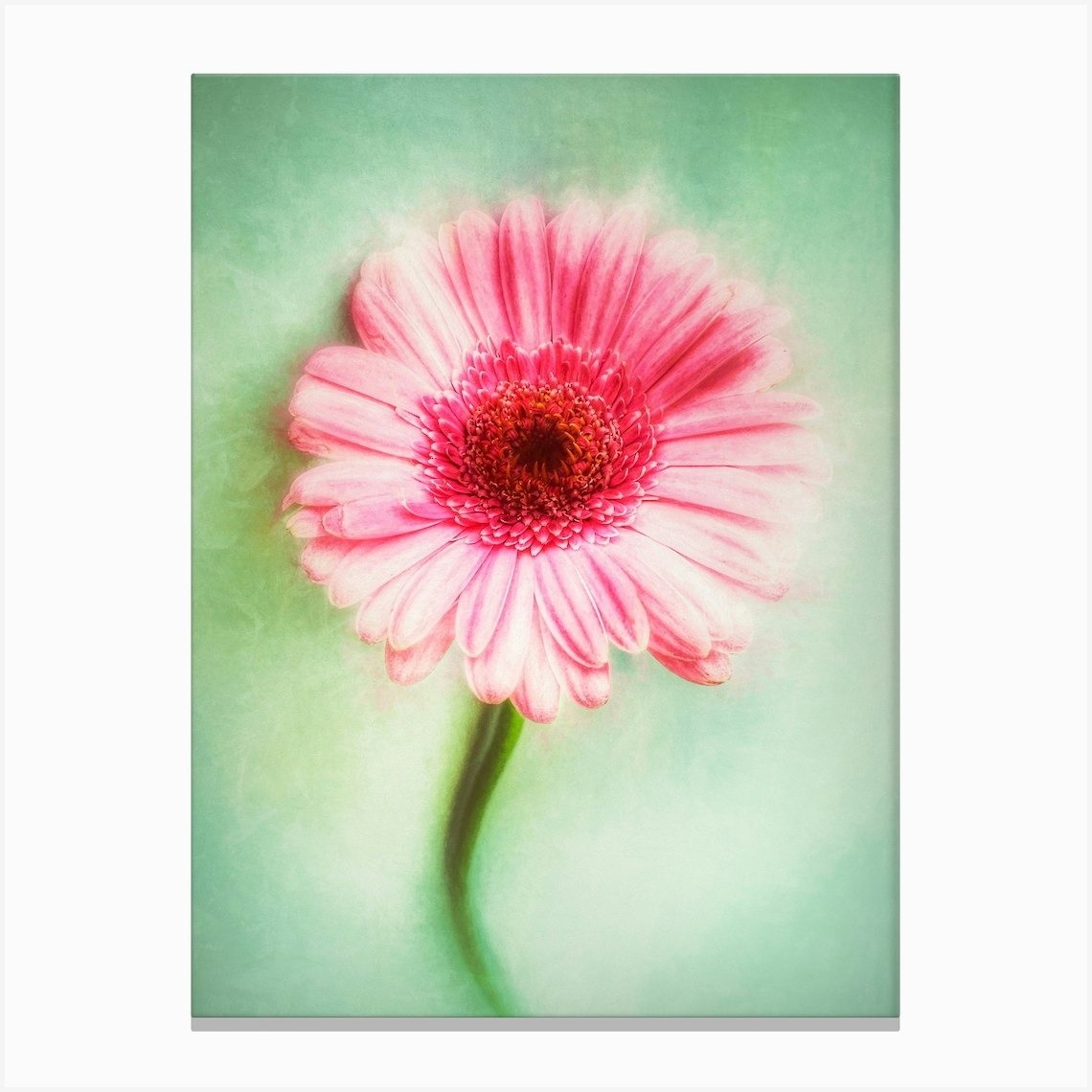 The Pink Flower Canvas Print by Paul J Bucknall - Fy