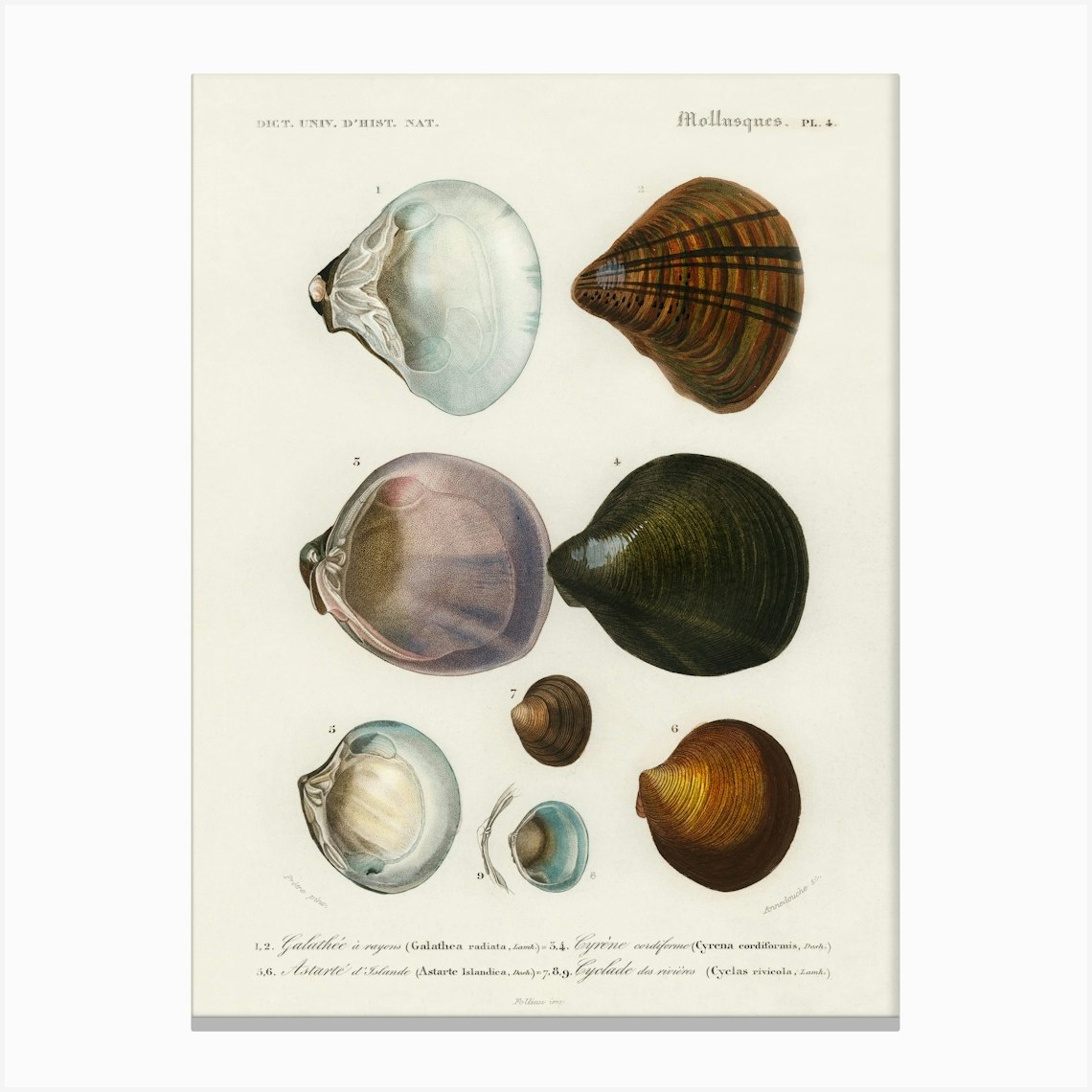 Different Types Of Mollusks Charles Dessalines Dorbigny 7 Canvas