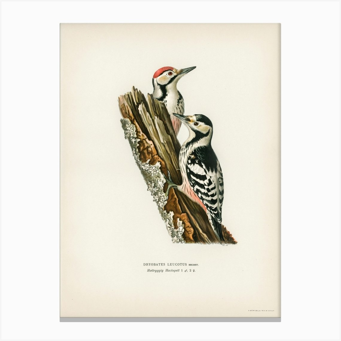 White Backed Woodpecker (Dryobates Leucotus), The Von Wright Brothers ...