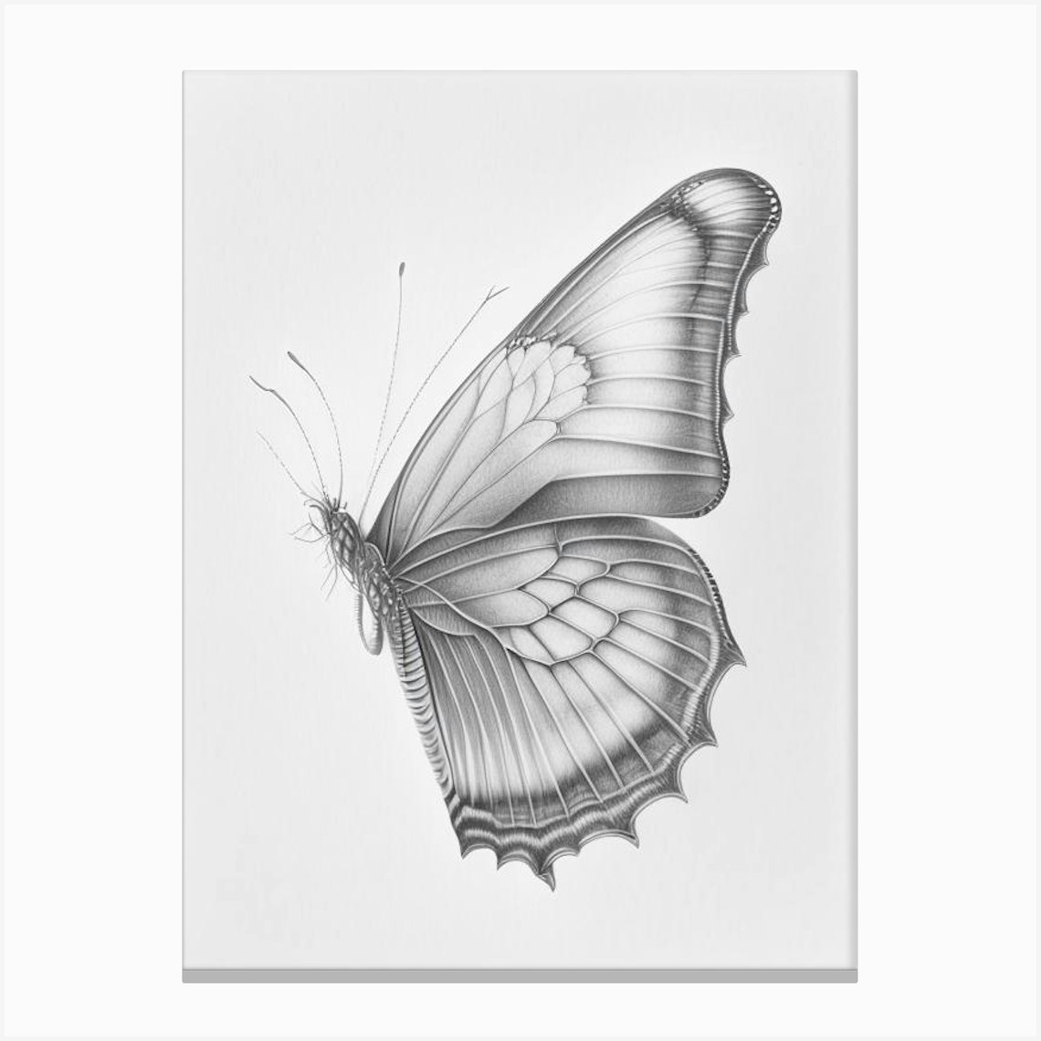 Butterfly Outline Greyscale Sketch 2 Canvas Print by Papillon Prints - Fy