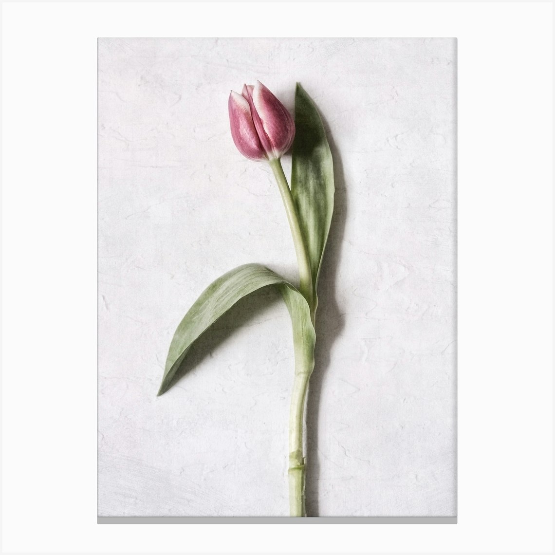 Pink Tulip Flower Canvas Print by Sonje Mouton Fy