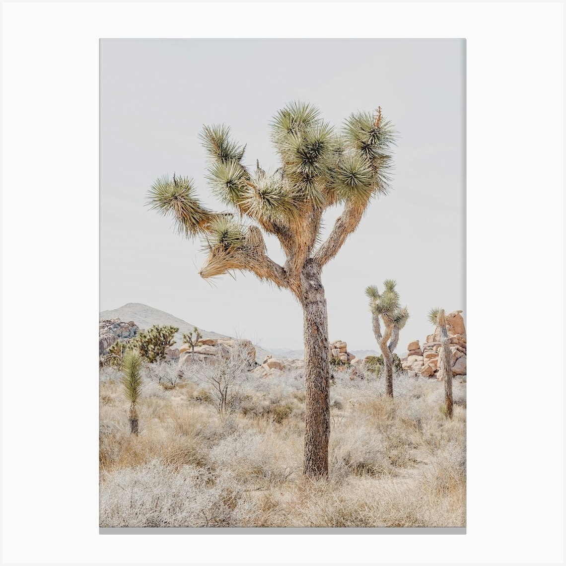 Desert Joshua Tree Canvas Print by Valley Grove Fy