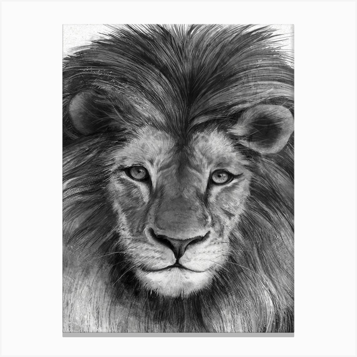 Lions Canvas Print by Laura Graves Fy