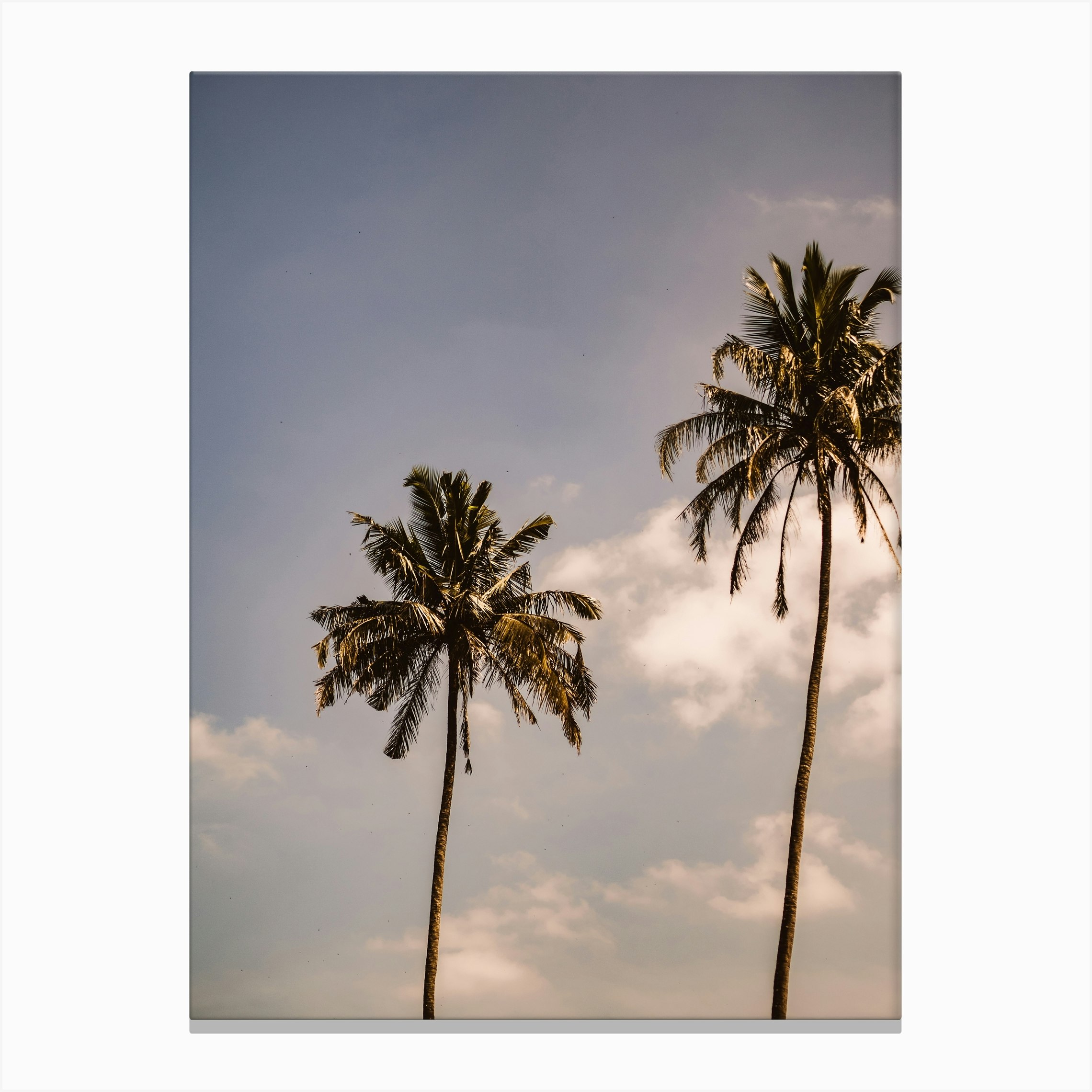 Palm Tree Canvas Print by Florian Schleinig Fy
