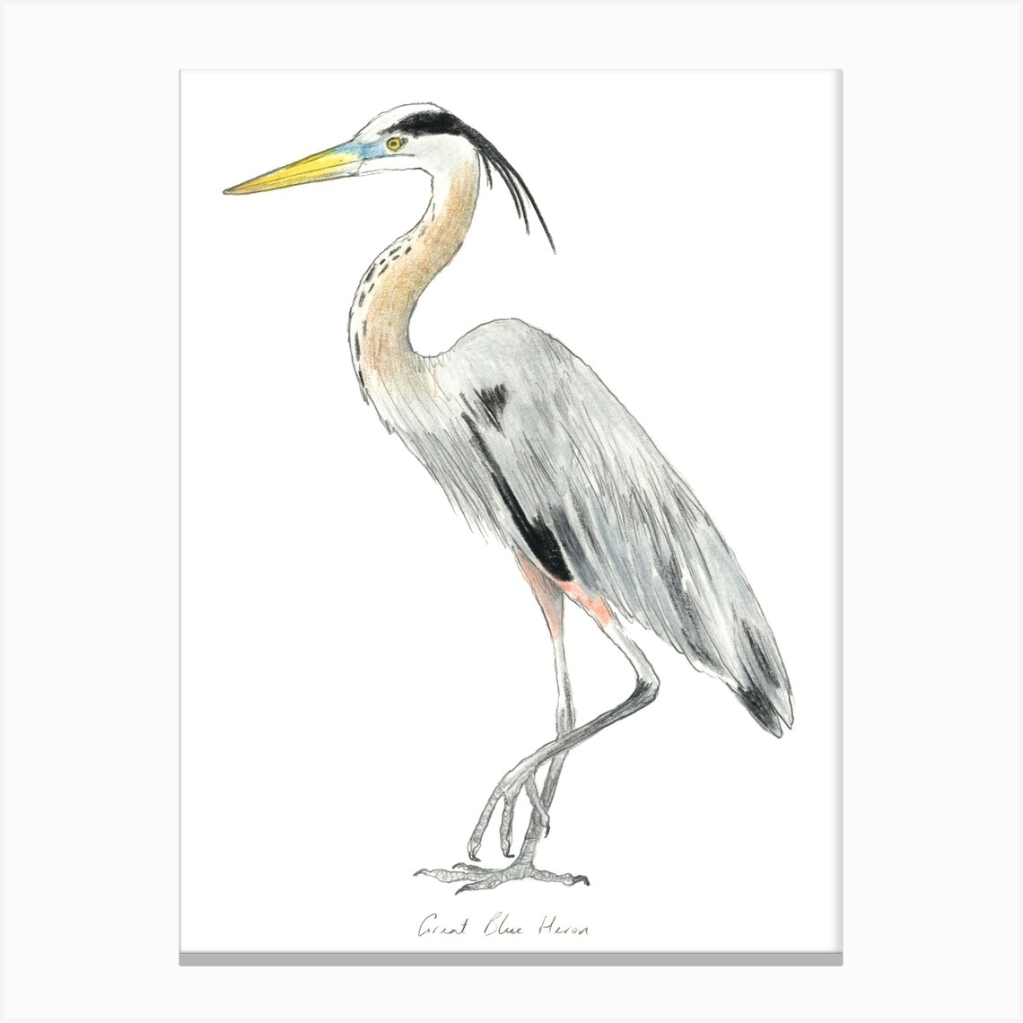 Heron Bird Canvas Print by Christine Berrie Illustration - Fy