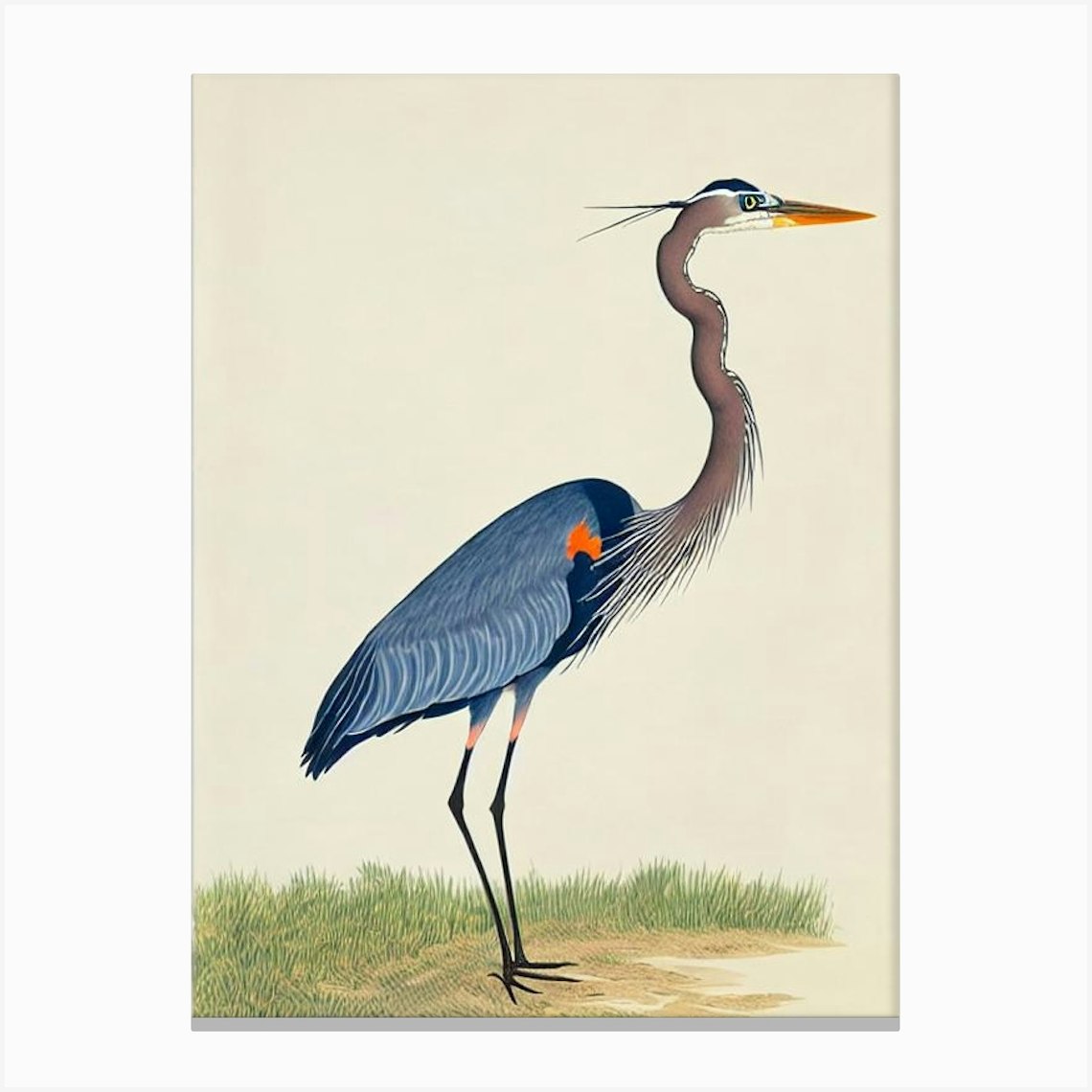 Great Blue Heron Illustration Bird Canvas Print by Featherline - Fy