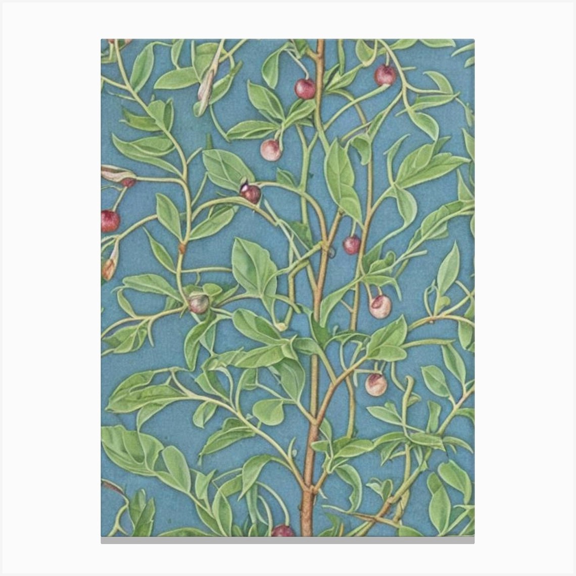 Damson Vintage Botanical Fruit Canvas Print by The Fruitery Fy