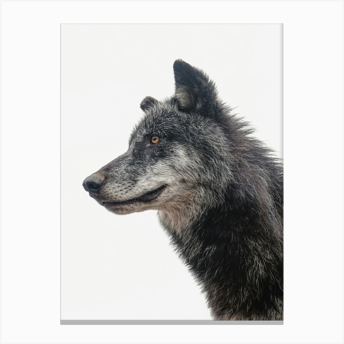 Black Wolf Canvas Print by Western Range Fy