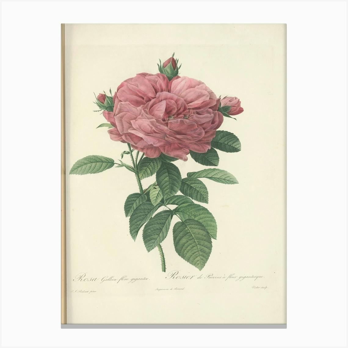 Pierre-Joseph Redout、The Roses3、希少画集画（Category