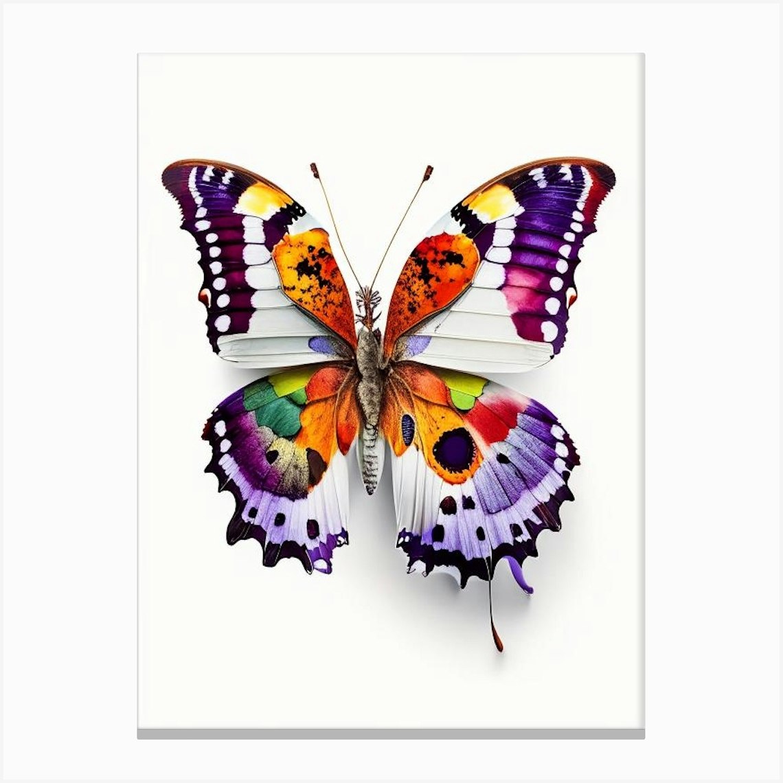 Comma Butterfly Decoupage 1 Canvas Print by Papillon Prints - Fy