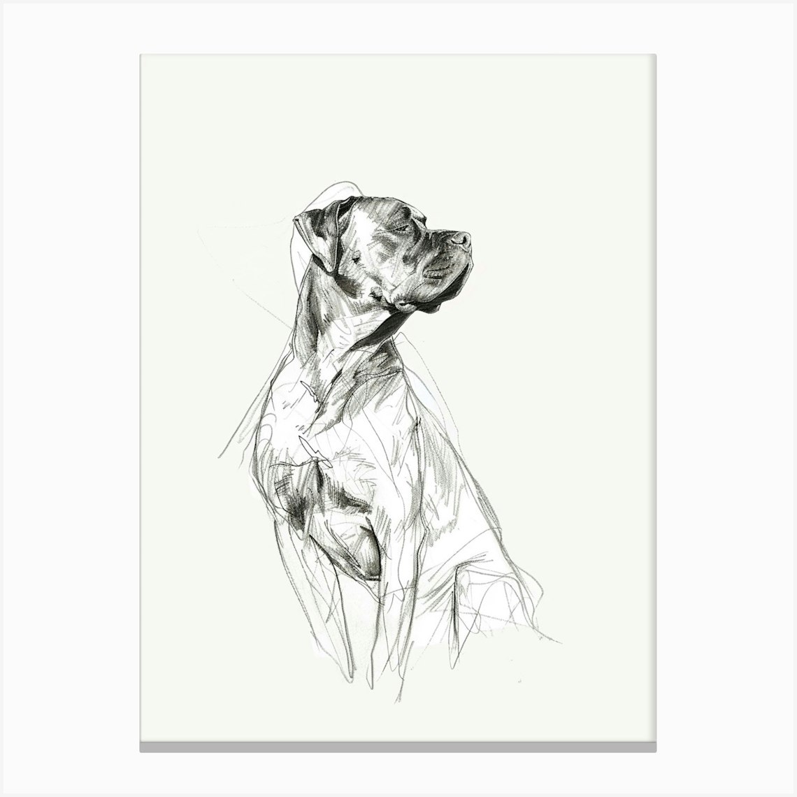 Cane Corso Charcoal Line 2 Canvas Print by Woof and Whiskers - Fy