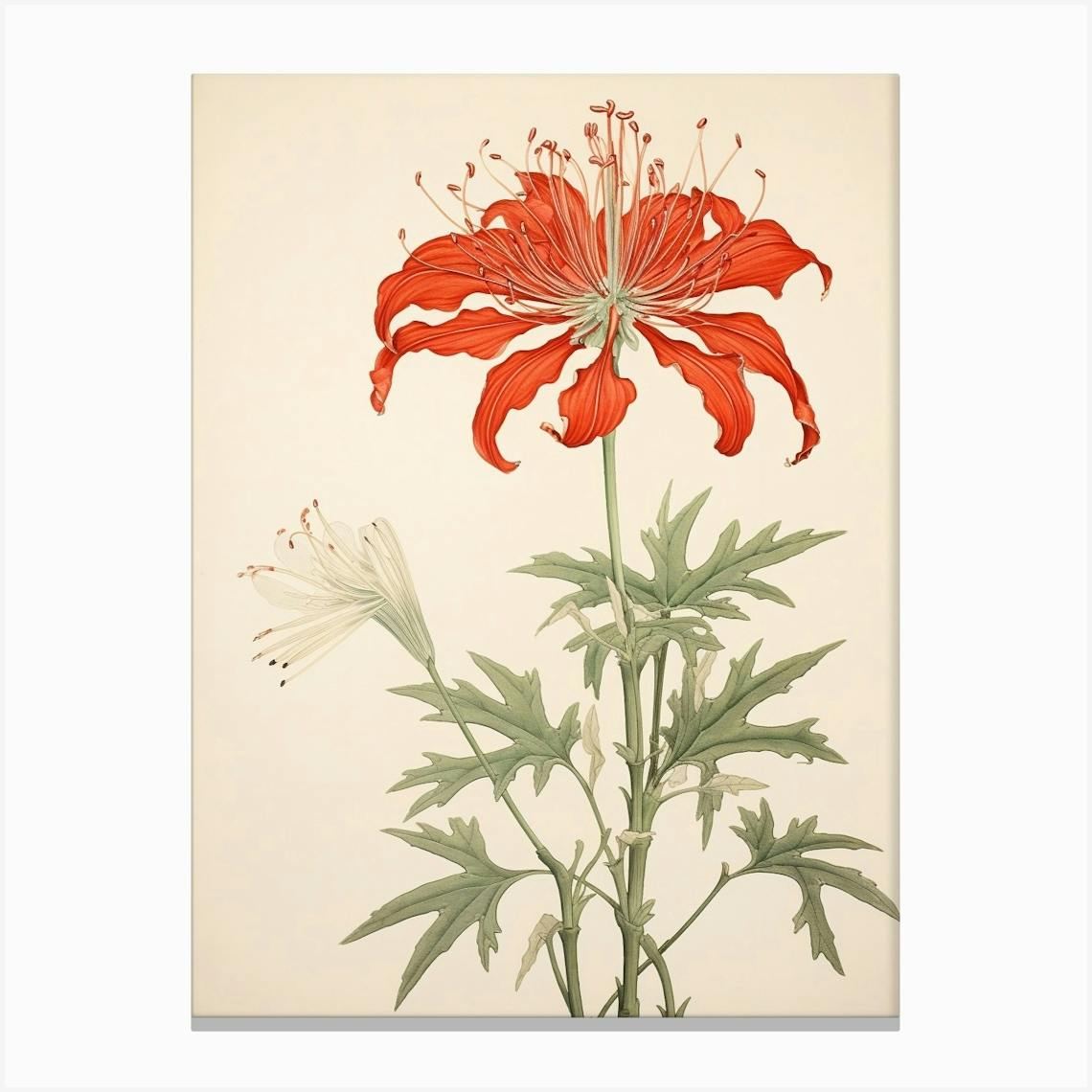 Higanbana Red Spider Lily 1 Vintage Japanese Botanical Art