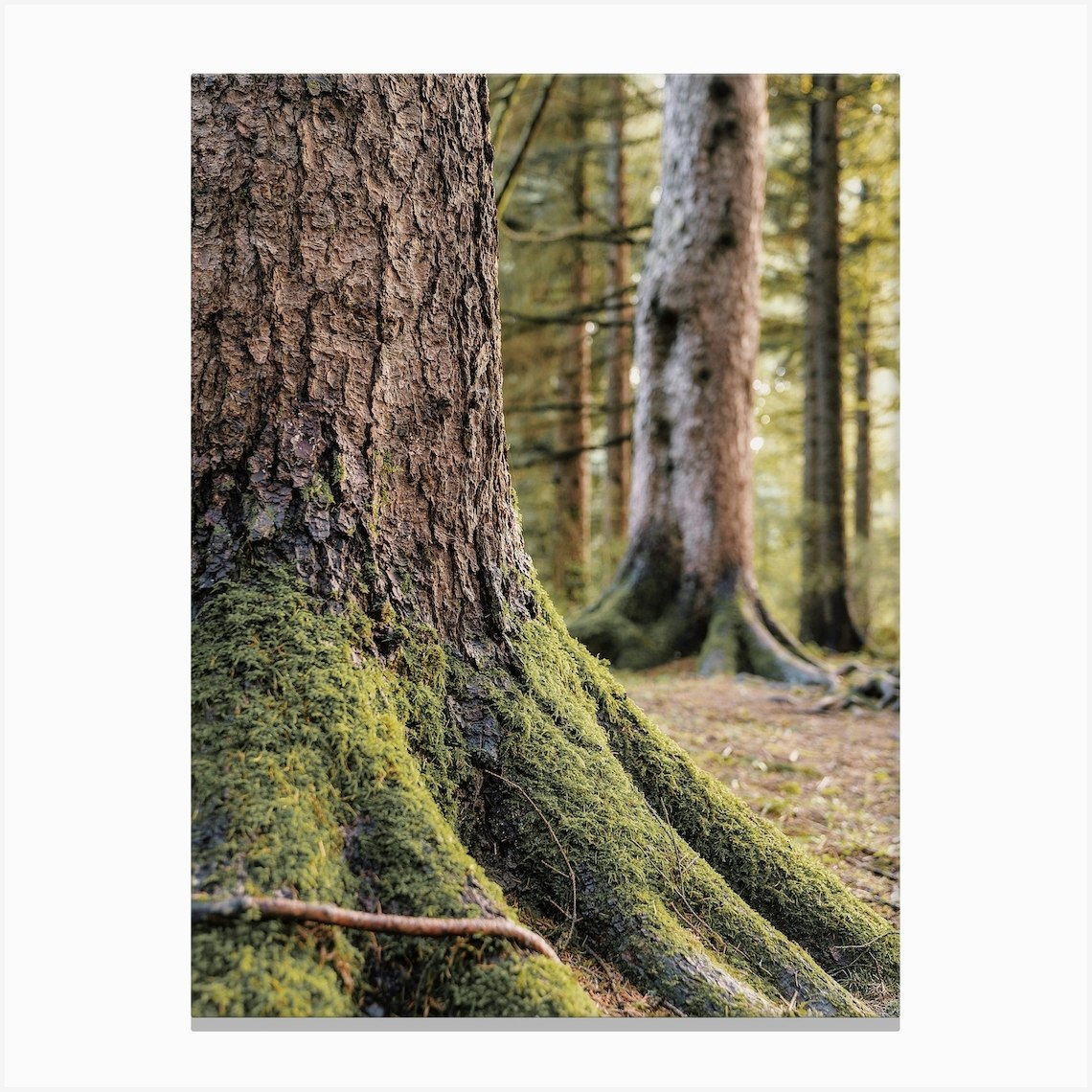 Mossy Tree Trunk Canvas Print by Inkish Prints Fy