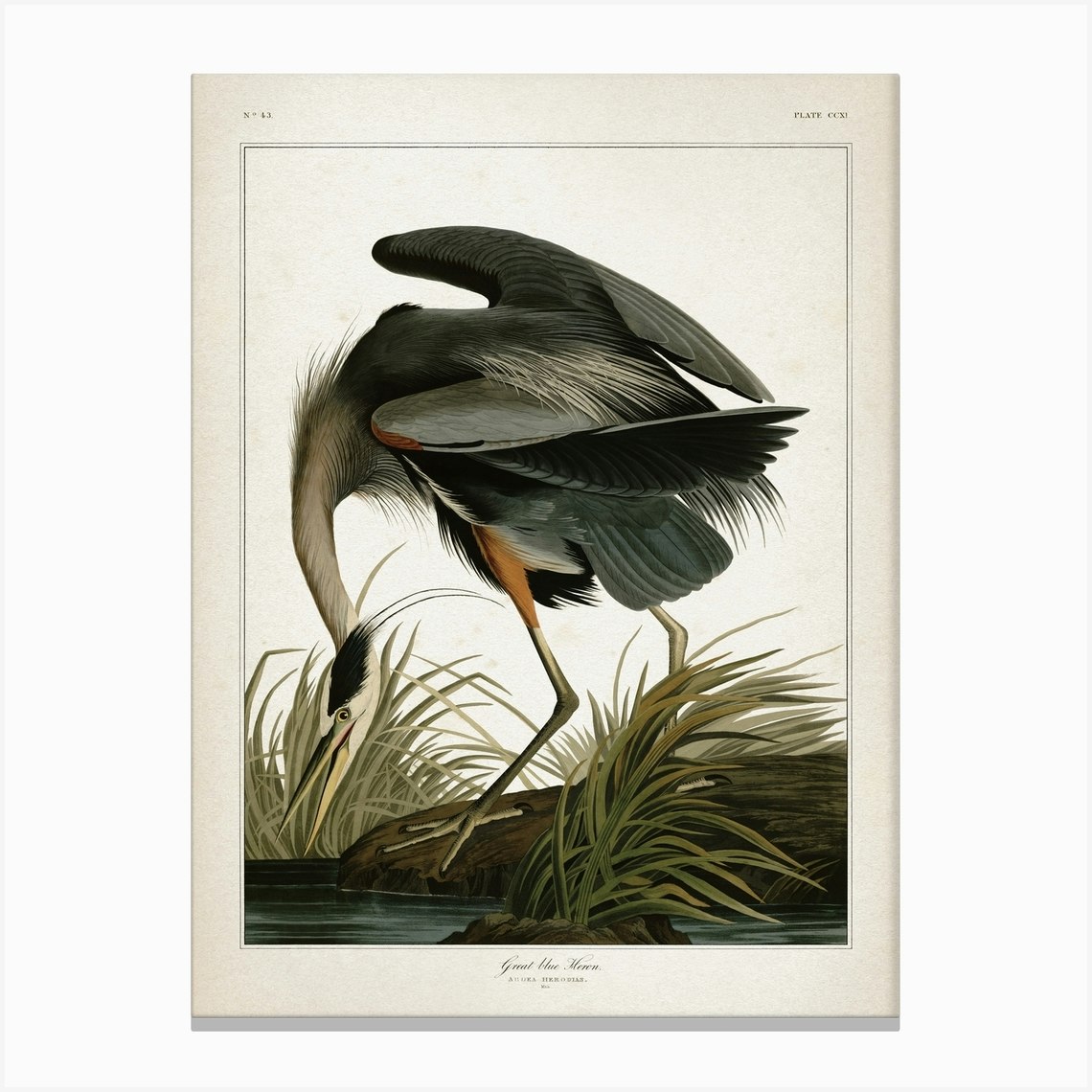 Vintage Audubon 1 Great Blue Heron Canvas Print by Vintage Print ...