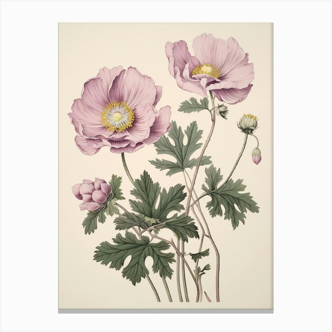 絵画 anemone Anemone Sketch | shealeenlouise