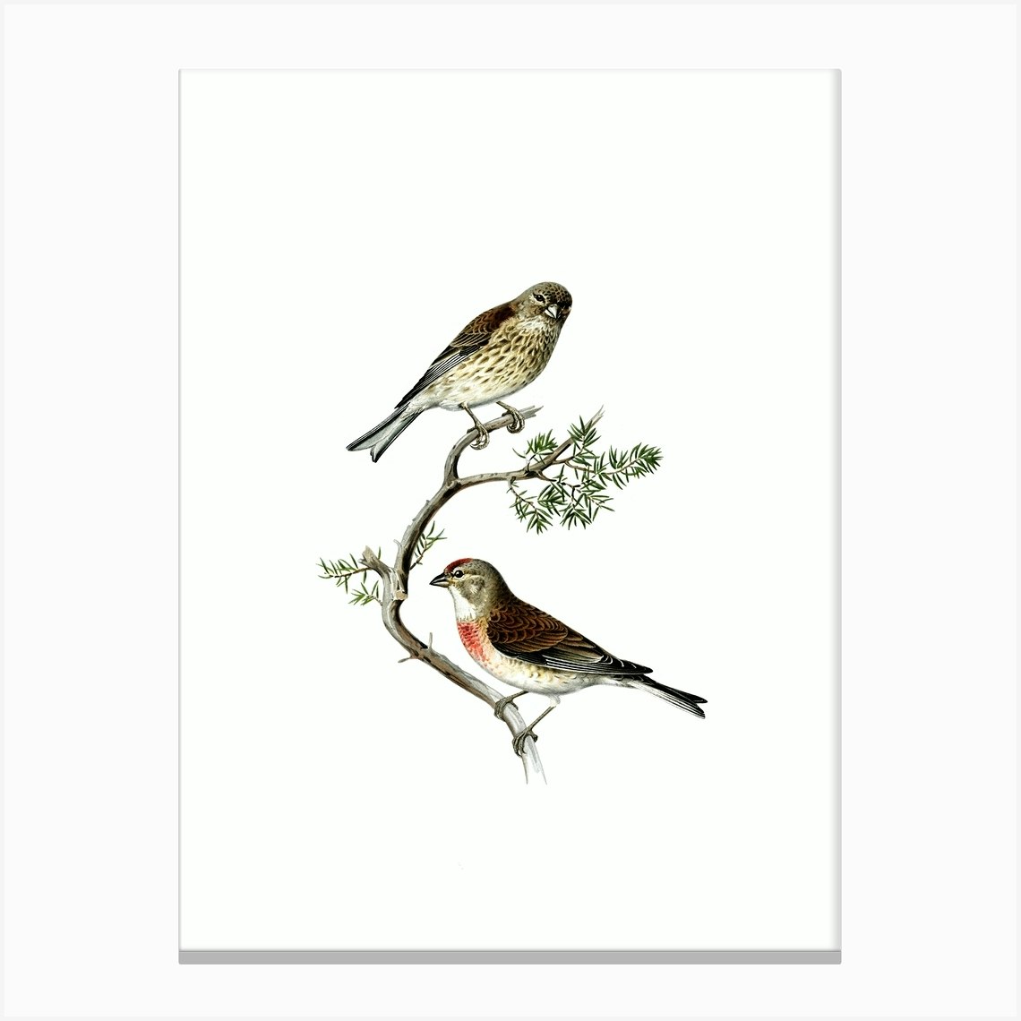 Vintage Common Linnet Bird Illustration On Pure White Canvas Print By Holyrockarts Fy 