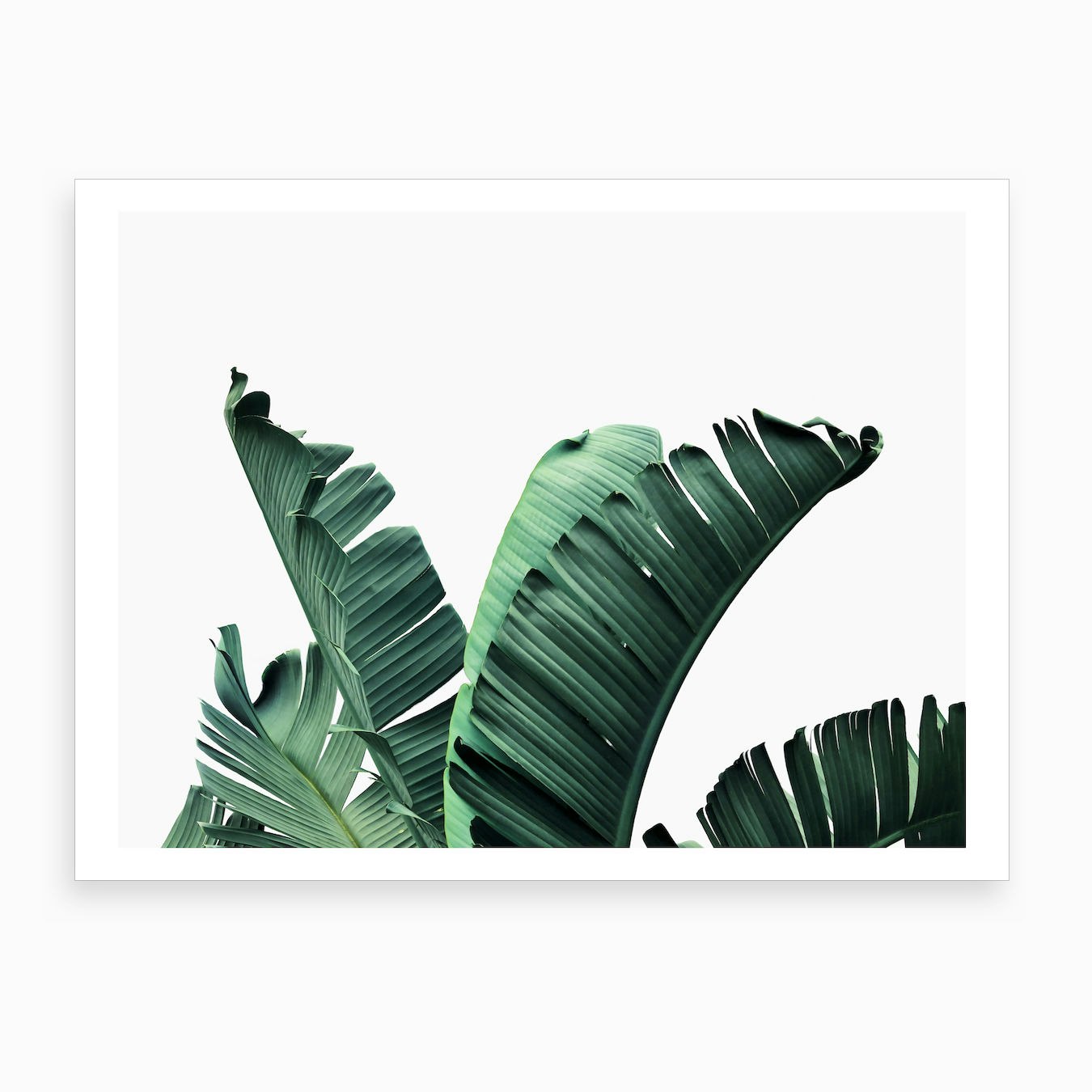 Banana Leaf Art Print by Sisi and Seb - Fy